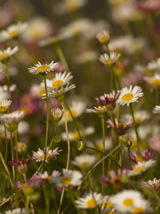 Erigeron karvinskyanus